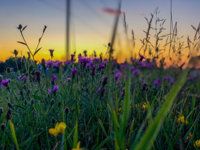 A field of wildflowers with the sun setting in the background
