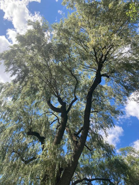 A willow tree stands tall in front of a blue sky with white clouds.